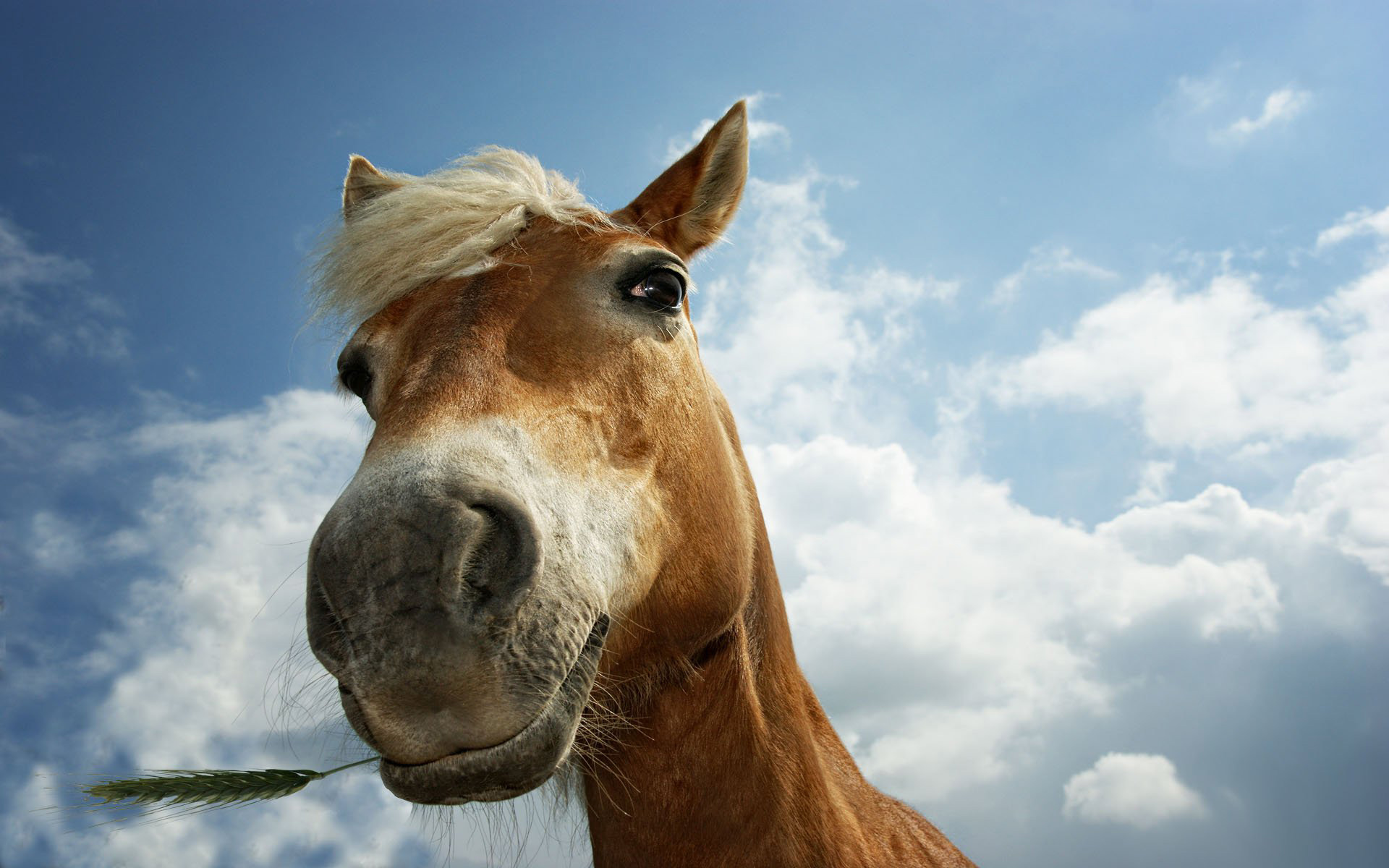background pictures of horses #9