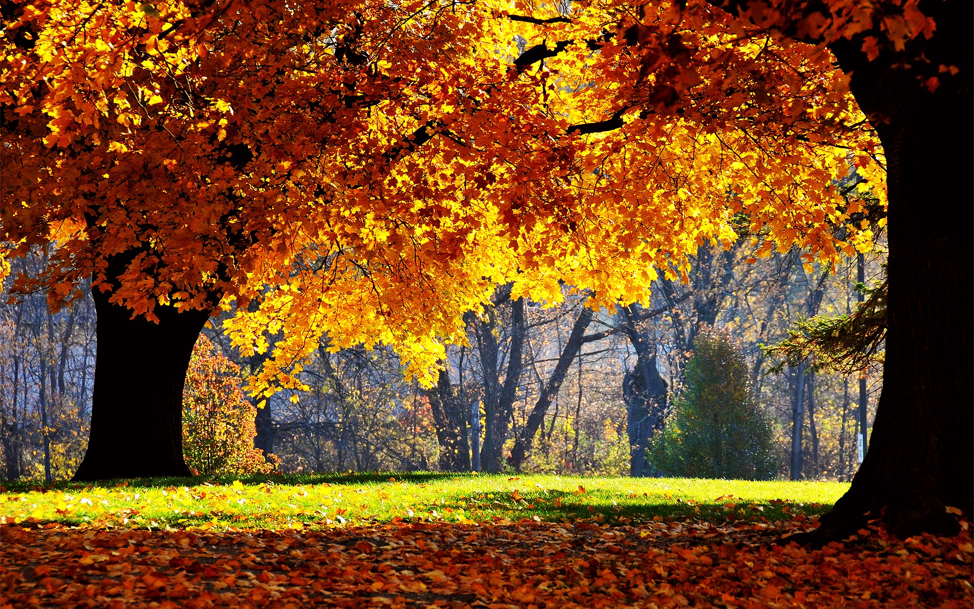 fall background image #15