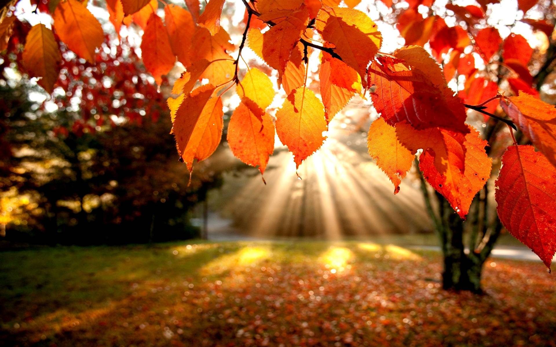 fall pictures background #8