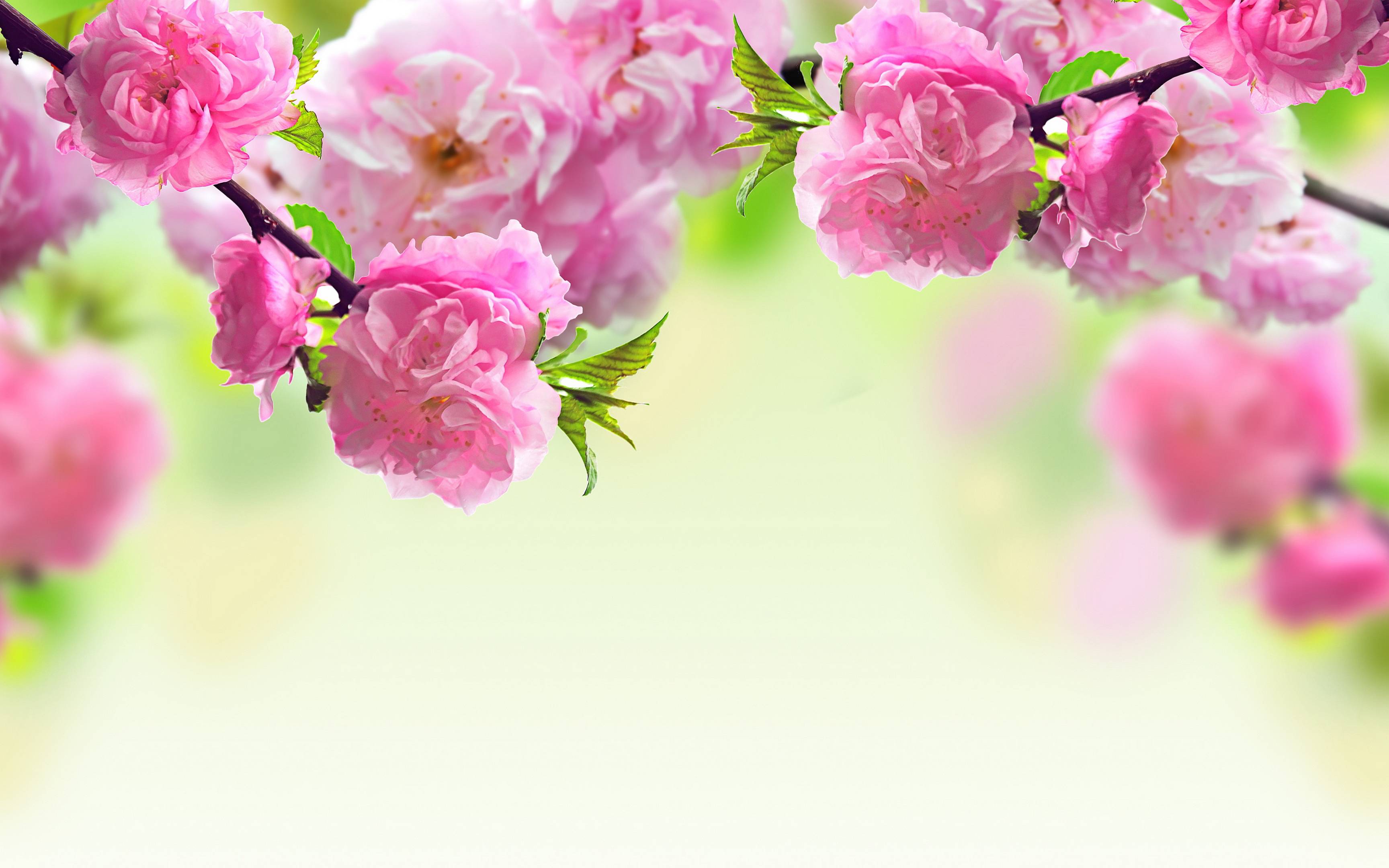 free best wallpaper images flowers background #5