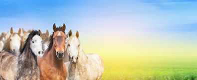 background pictures of horses #15