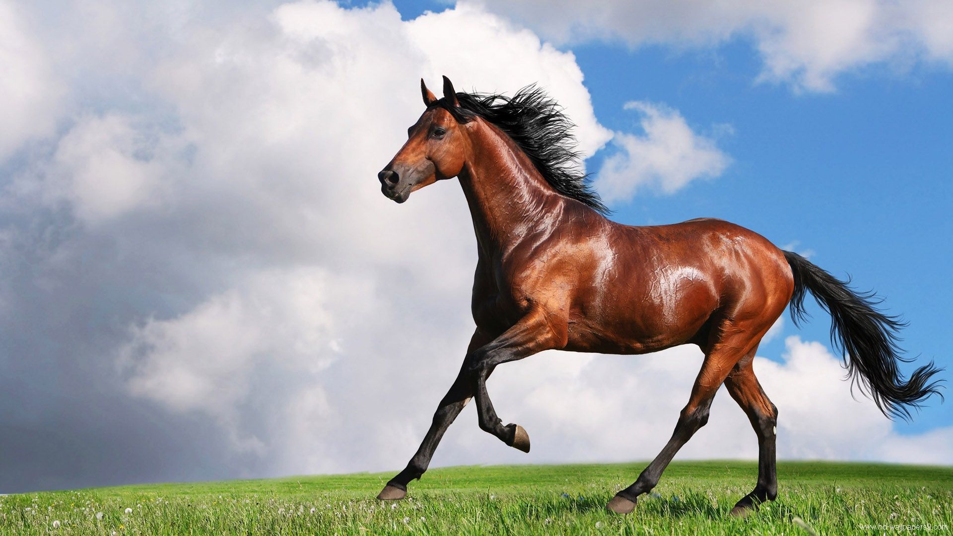 background pictures of horses #4