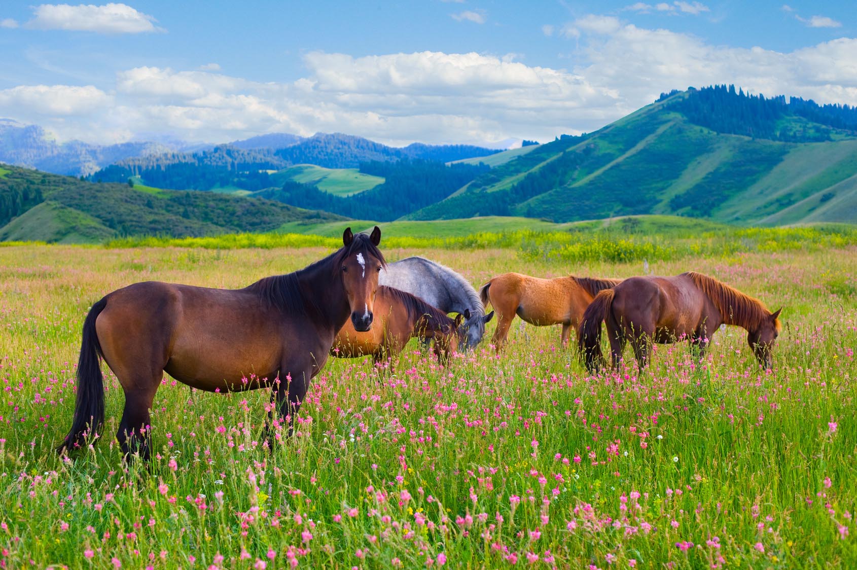 Background pictures of horses