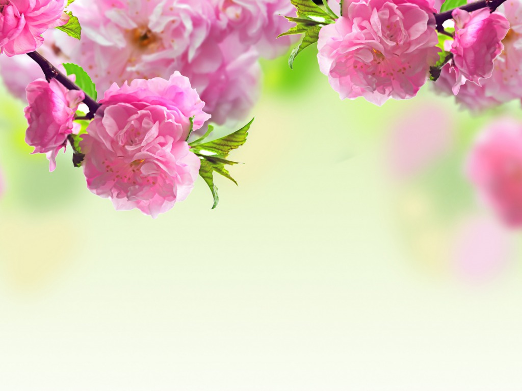 Pink rose desktop wallpaper