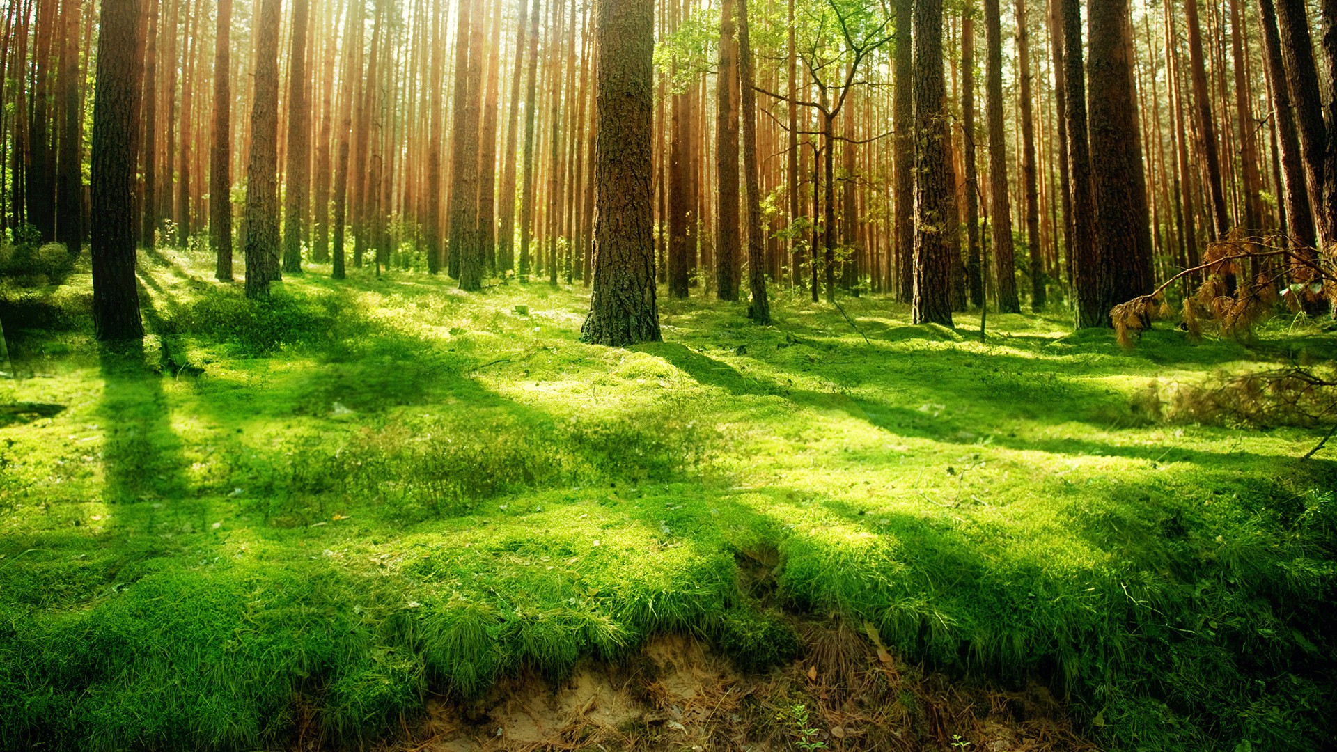 Backgrounds forest