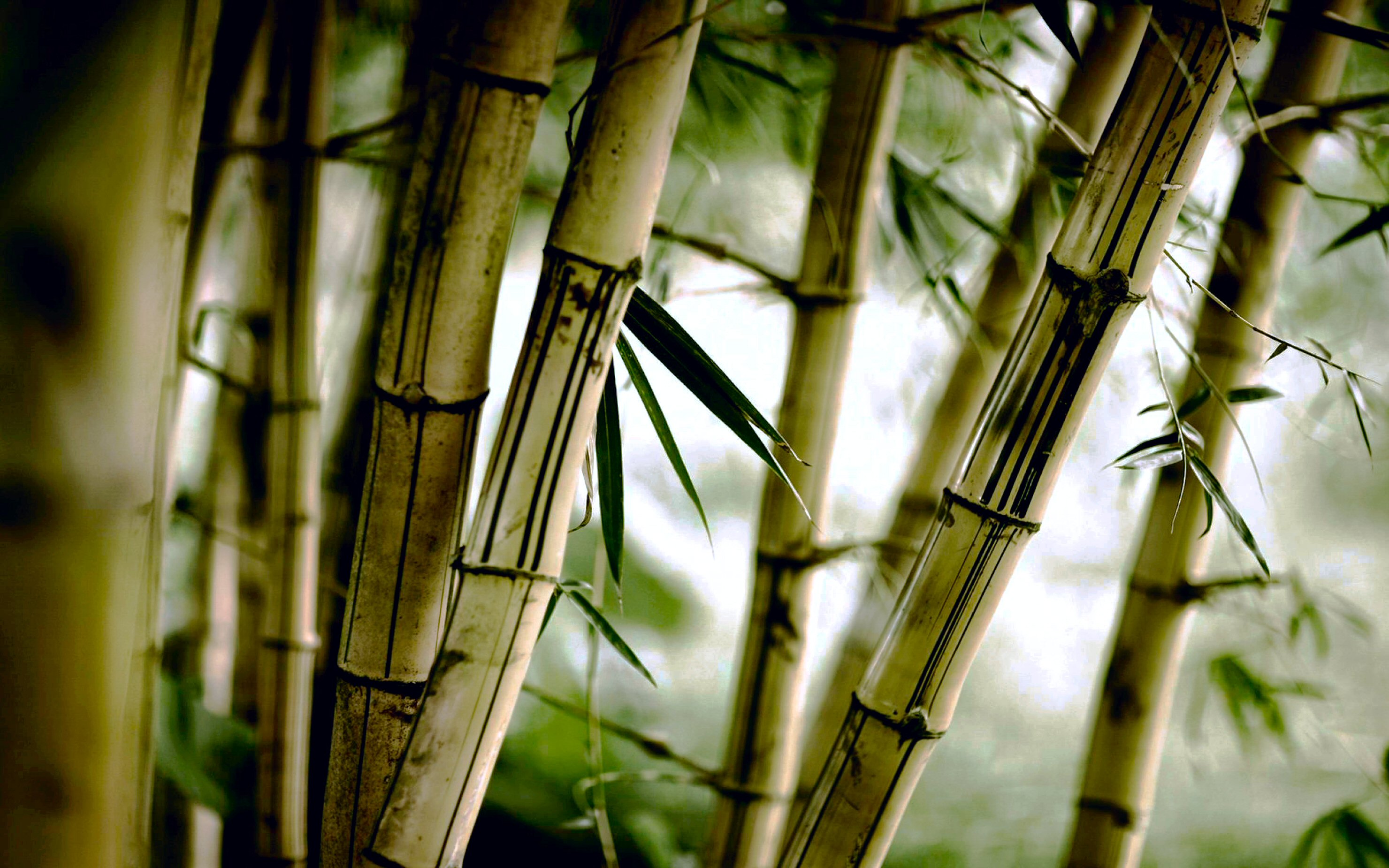 Bamboo wallpaper