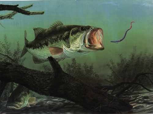 Bass fishing wallpaper