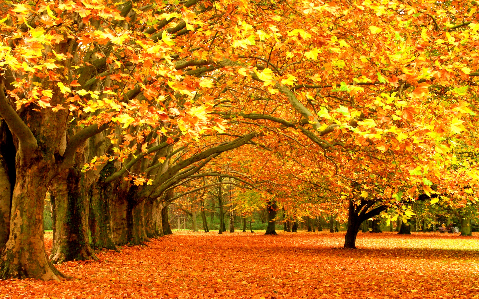 Beautiful autumn wallpapers