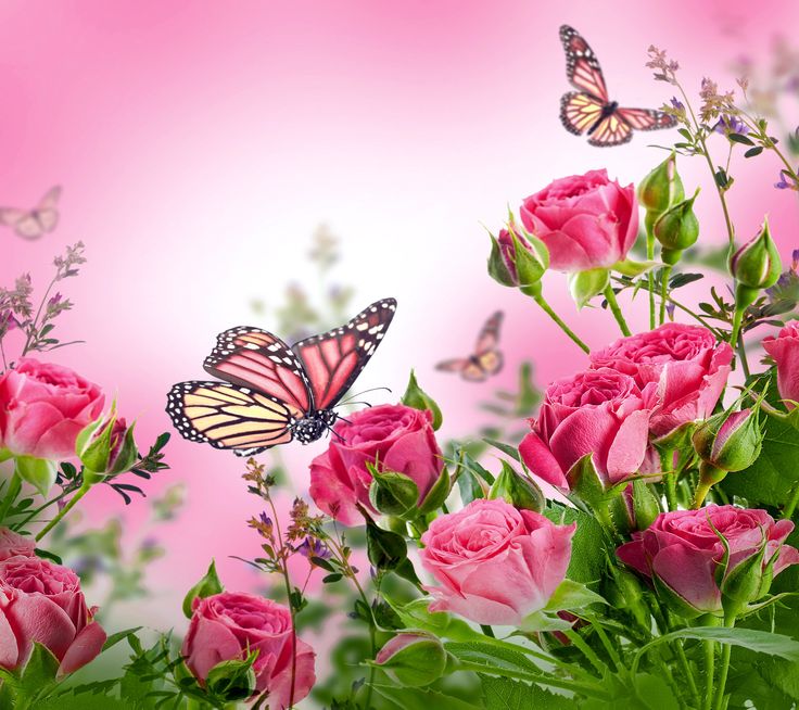 Desktop wallpaper butterfly