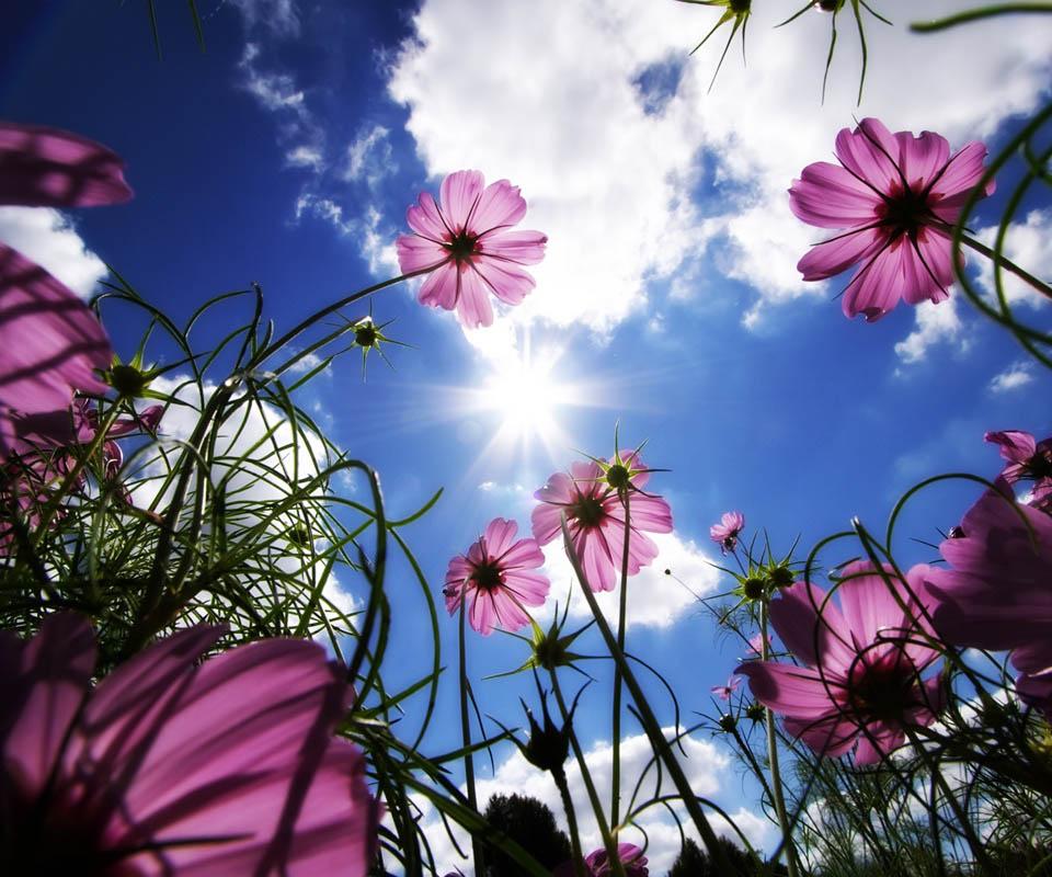 Beautiful Flower - Android Apps on Google Play