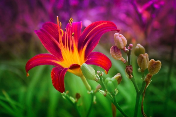 75 Pictures of Most Beautiful Flowers in the World