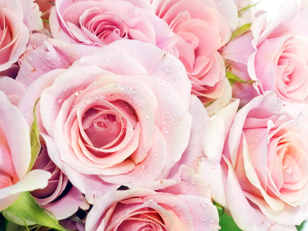 beautiful flowers wallpaper free download #7