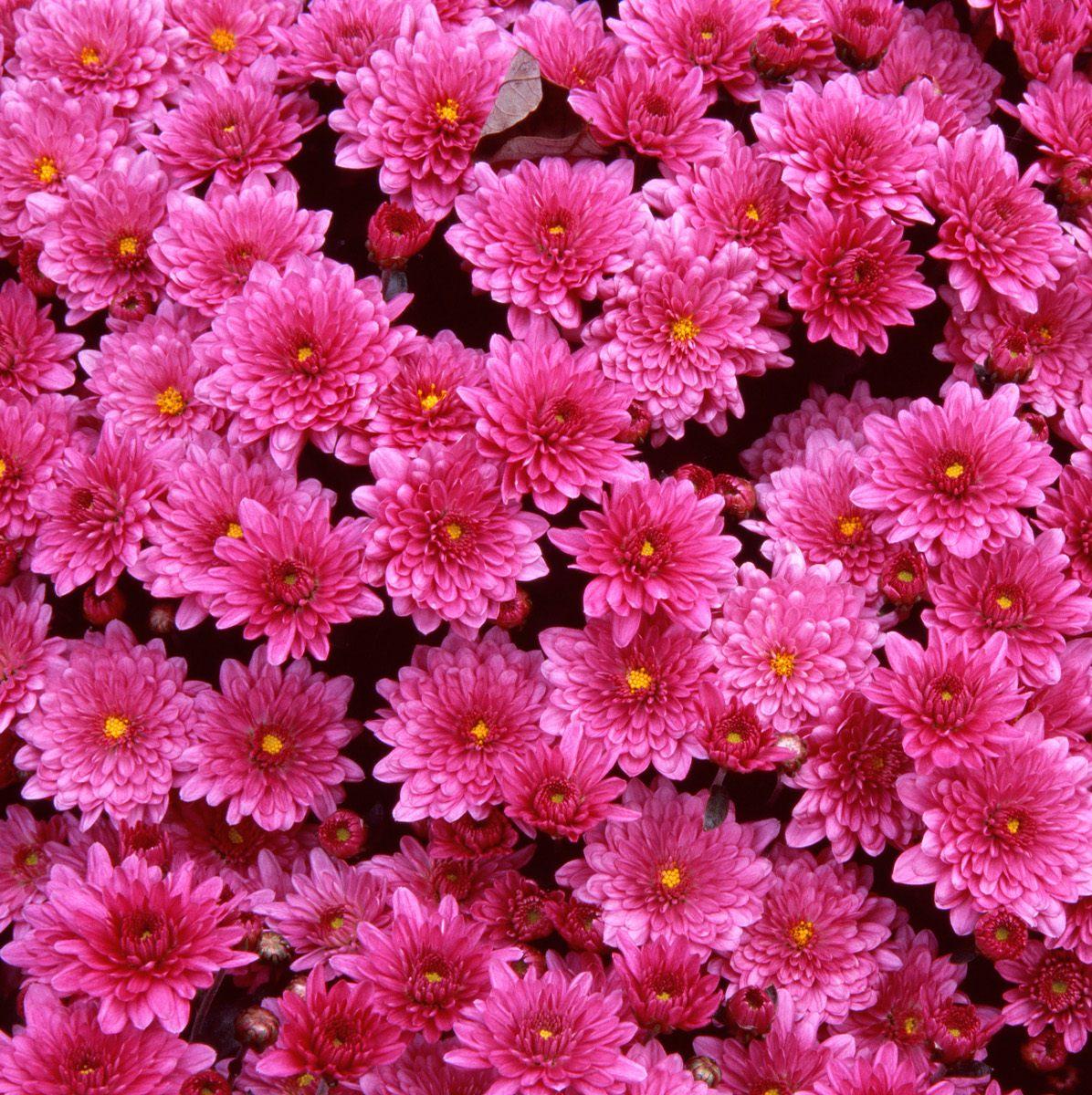 beautiful flowers wallpaper free download #15