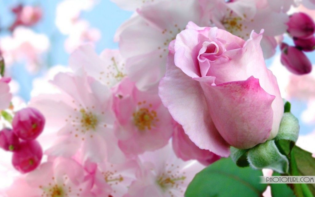 beautiful flowers wallpaper free download #6