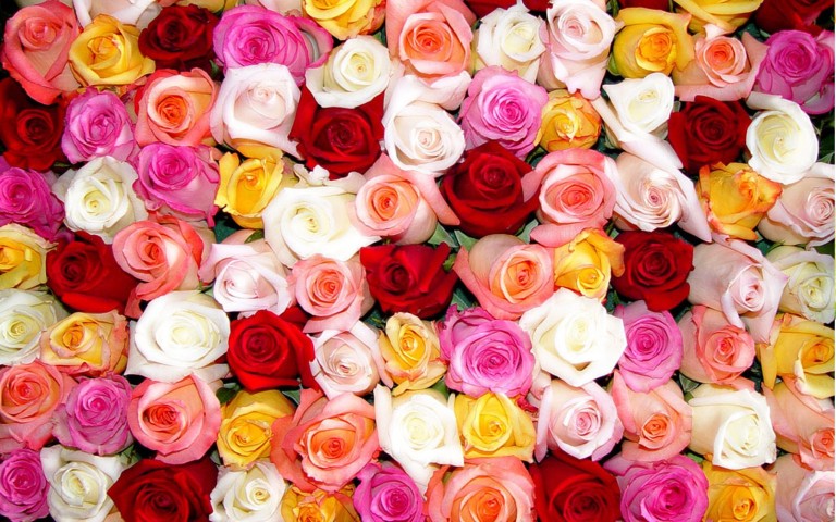 beautiful flowers wallpaper free download #19