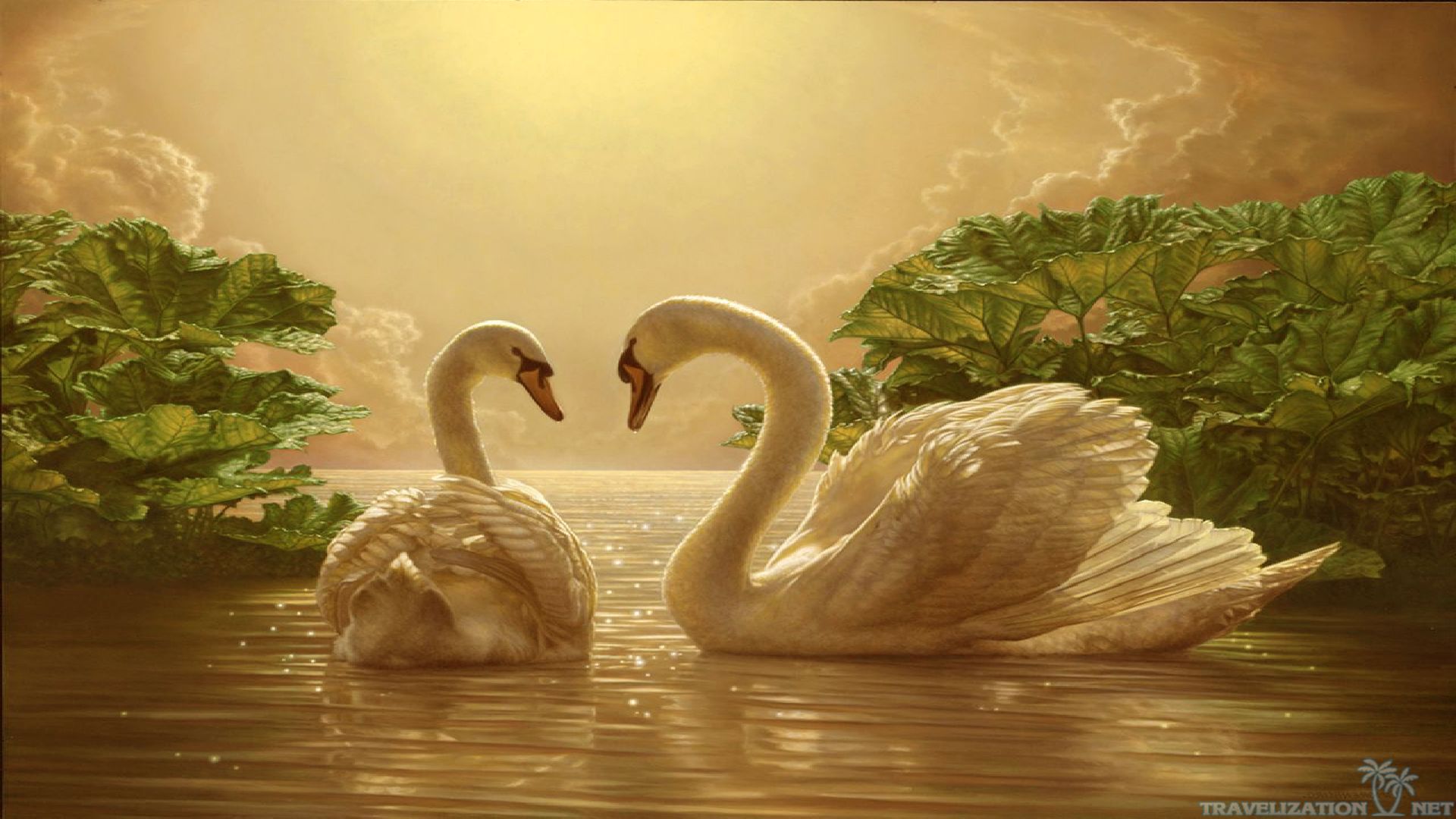 Download Beautiful Love Swan Wallpaper | Full HD Wallpapers