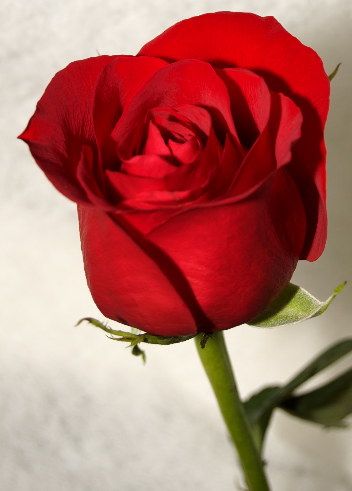 Beautiful rose images