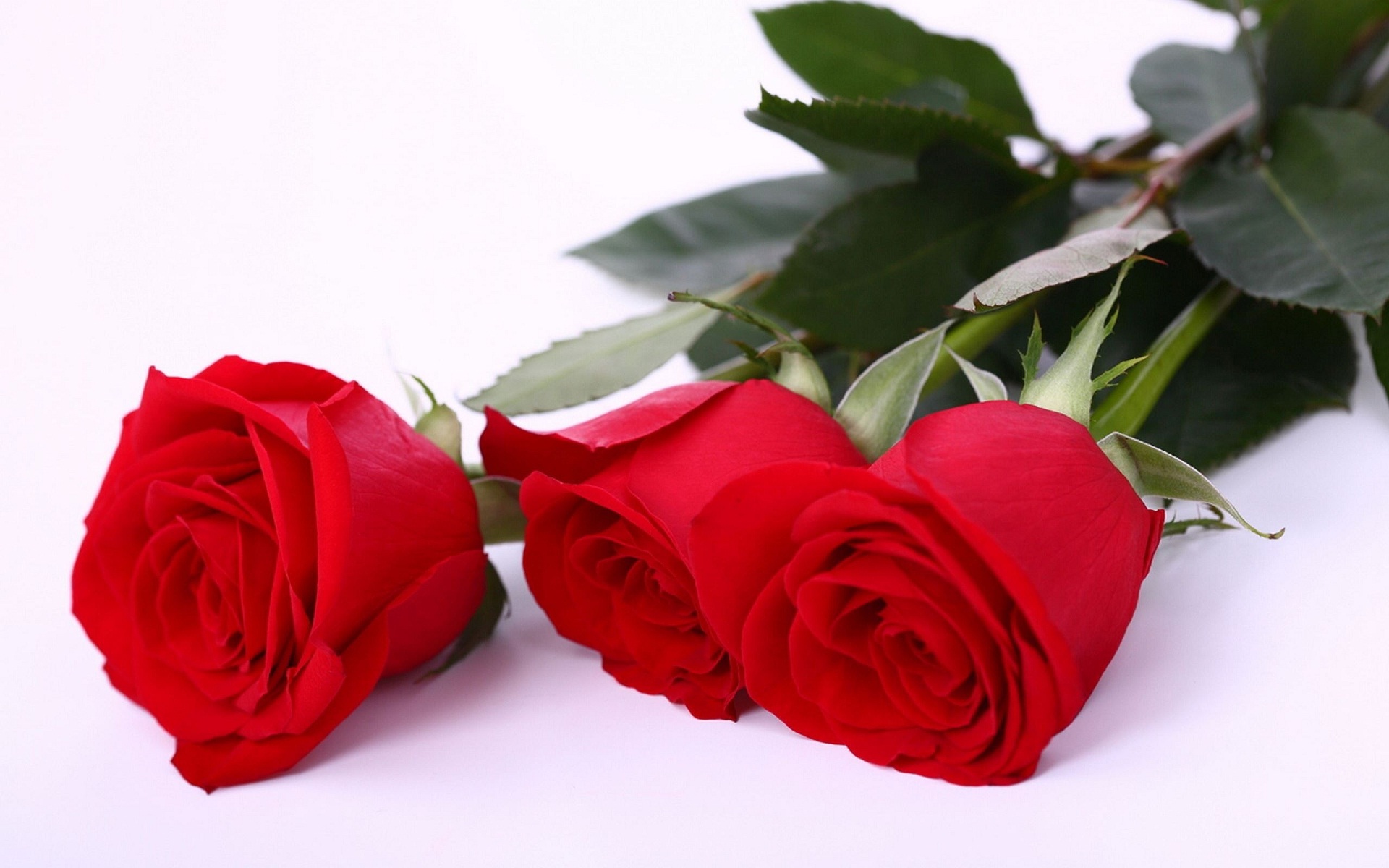 Beautiful rose images