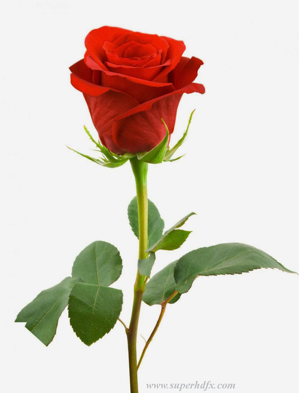Collection of Beautiful Single Red Rose Wallpapers on HDWallpapers
