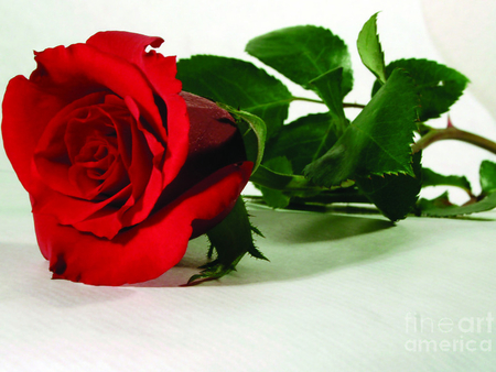 Collection of Beautiful Single Red Rose Wallpapers on HDWallpapers