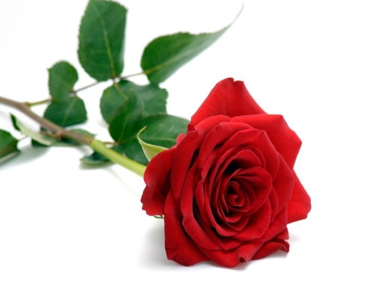 Beautiful Single Red Rose Wallpapers Group (50+)