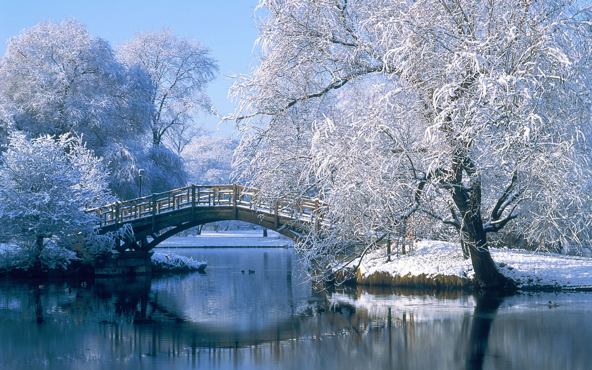 Winter background scenes