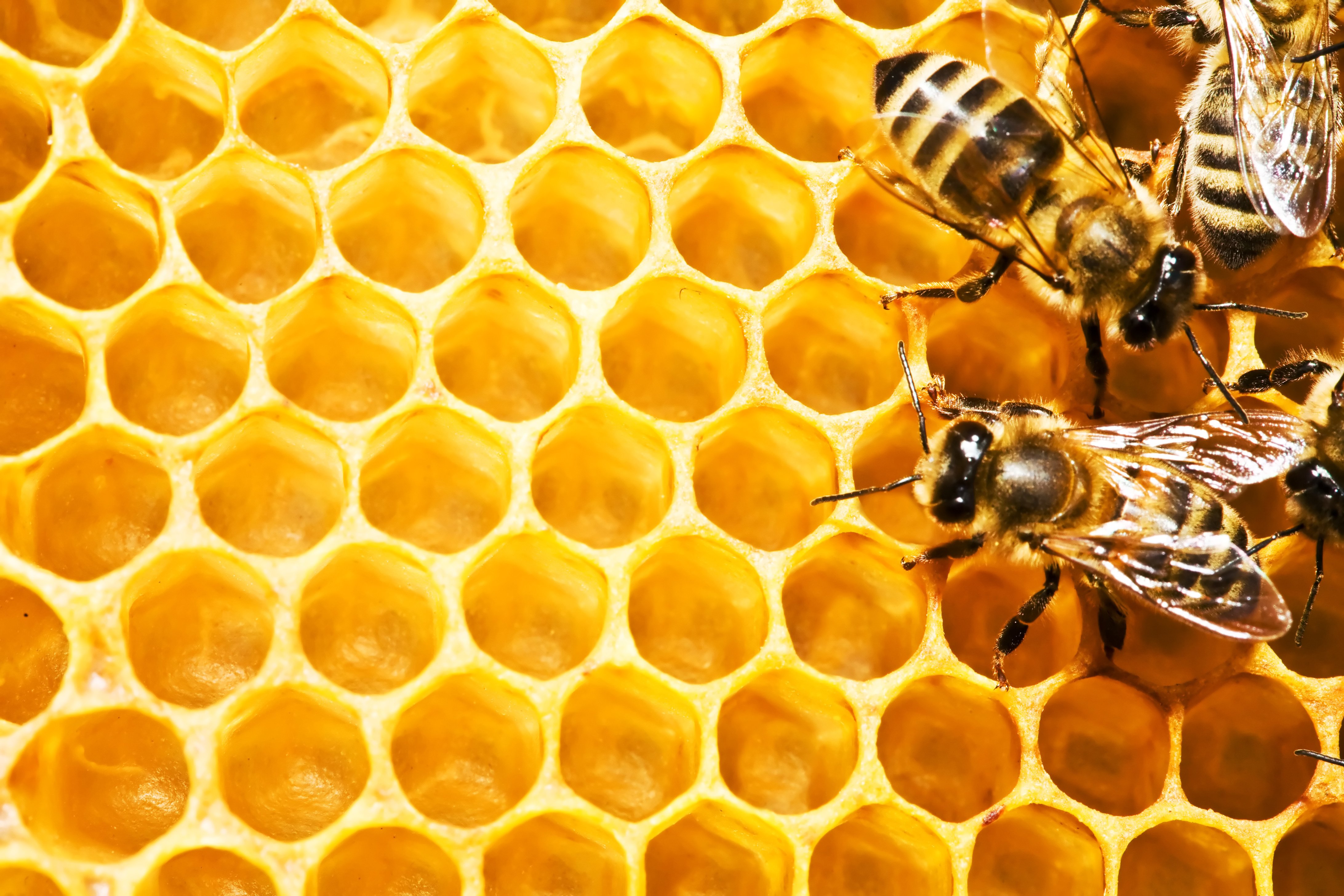 Bee wallpaper