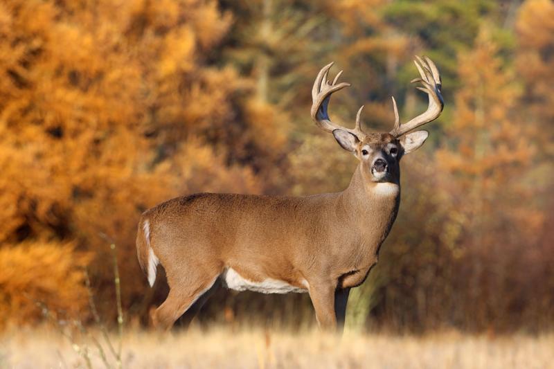 Whitetail backgrounds