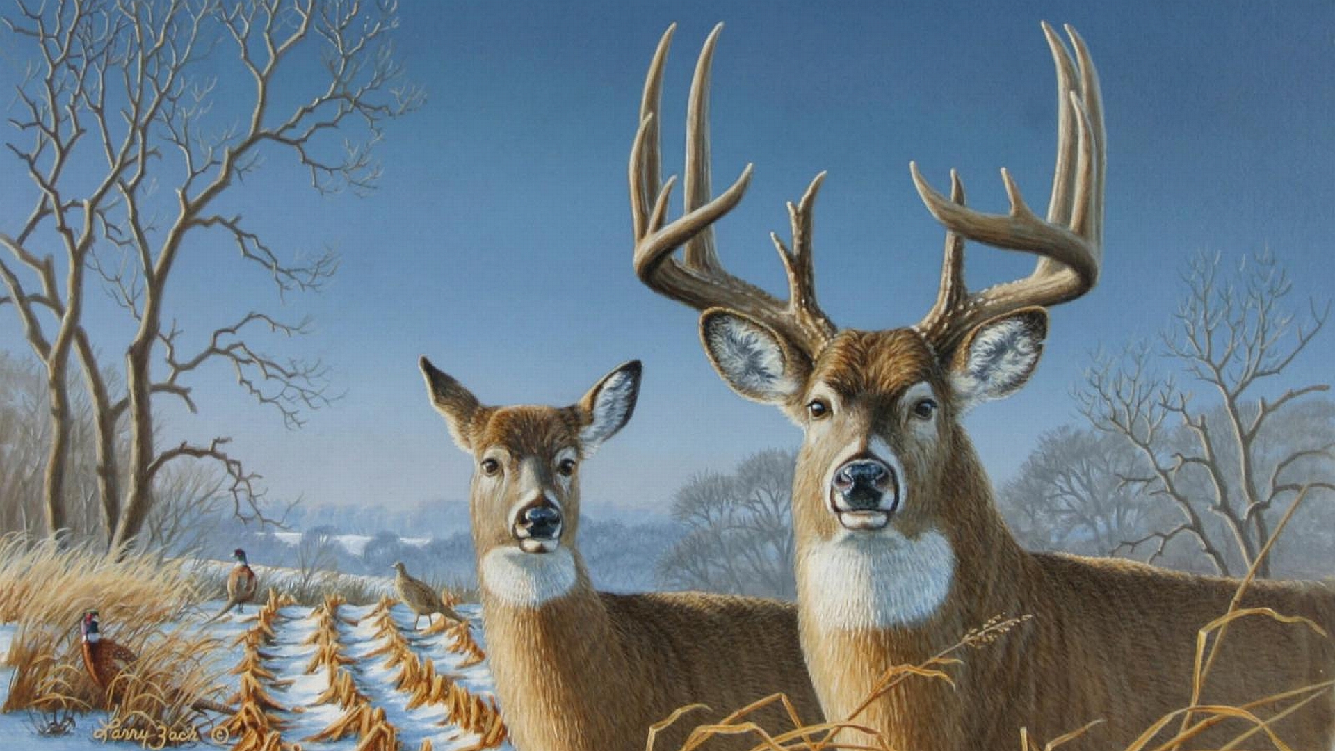 deer pictures for background #19