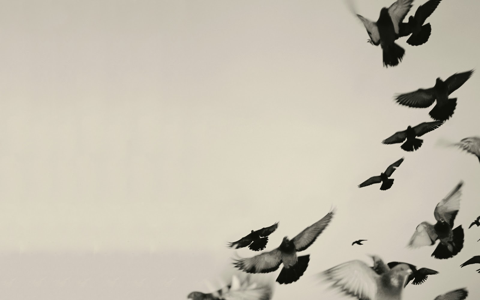 black and white bird wallpaper #5