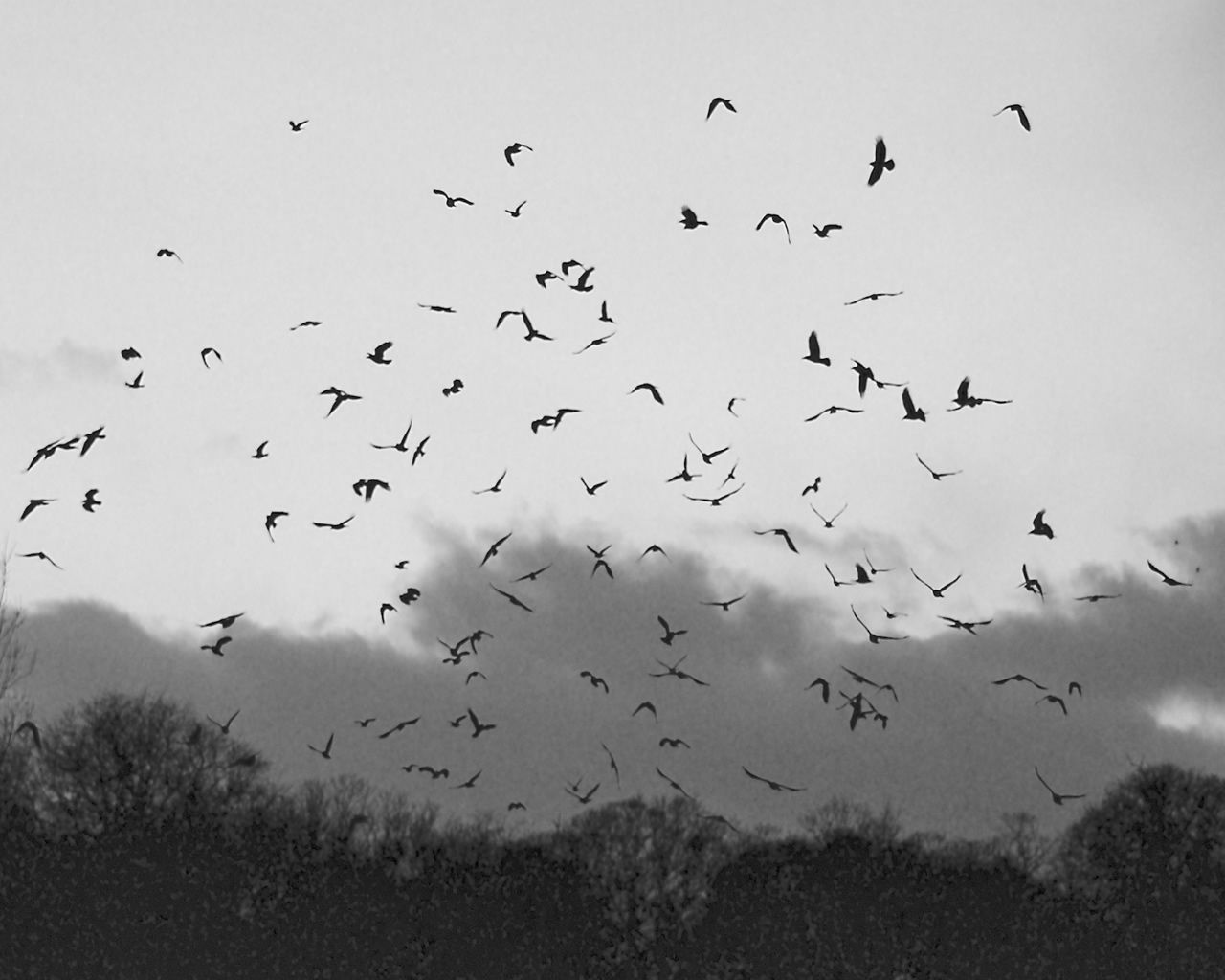 black and white bird wallpaper #13