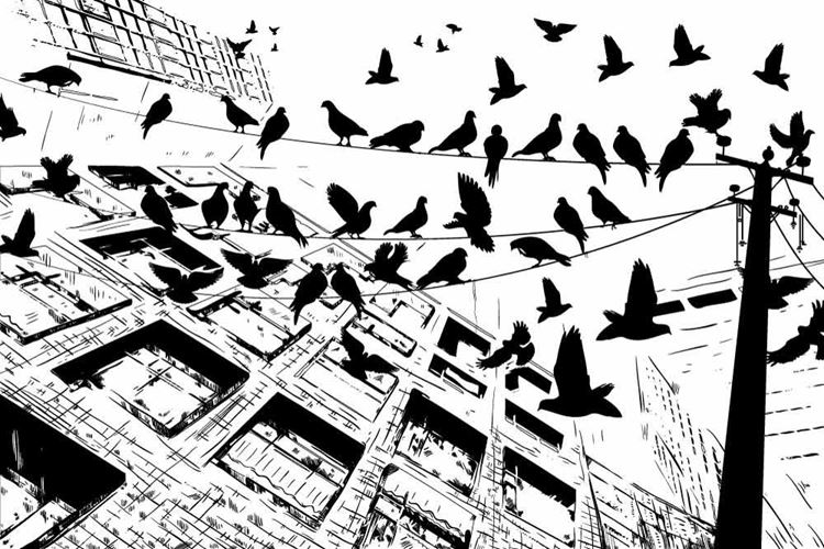 black and white bird wallpaper #23