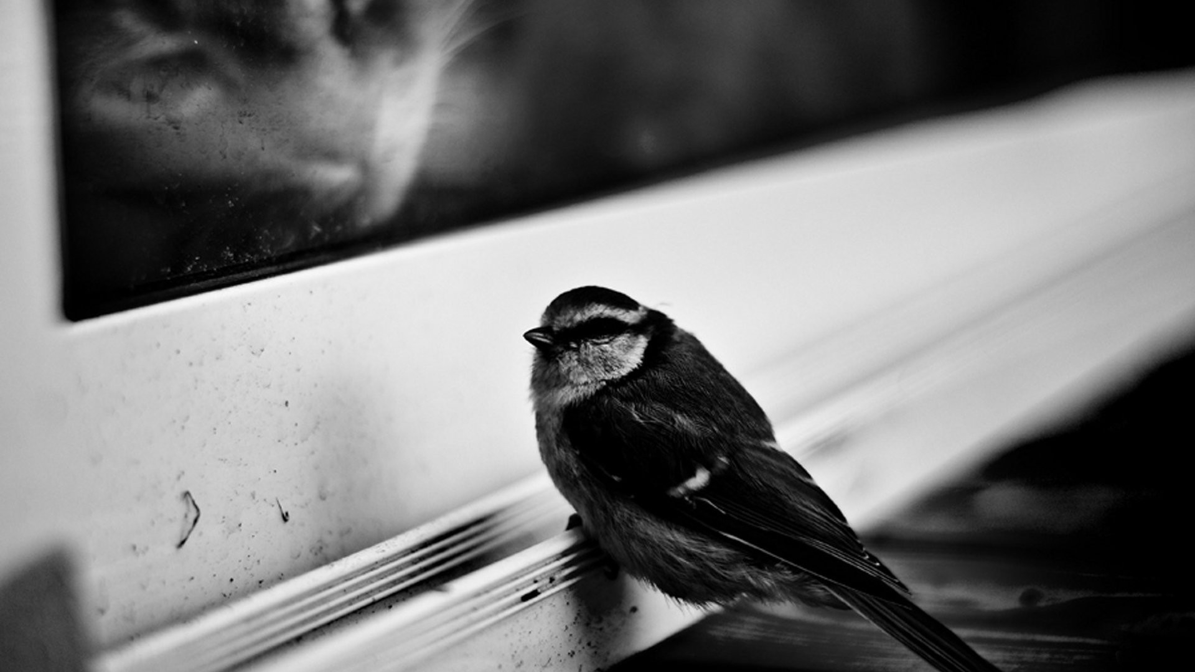 Black and white bird wallpaper
