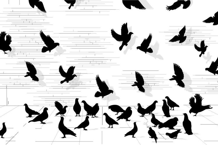 black and white bird wallpaper #21