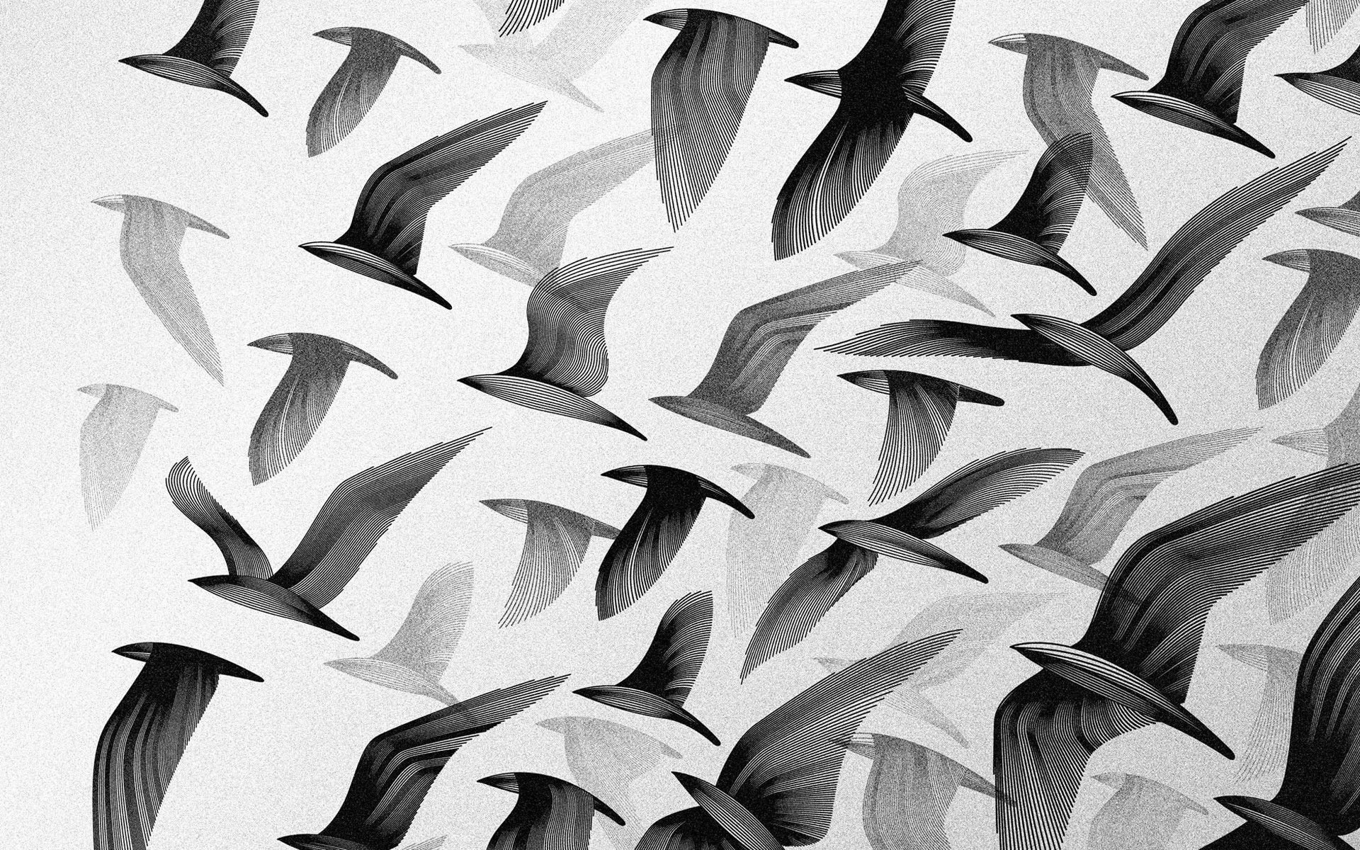 black and white bird wallpaper #9