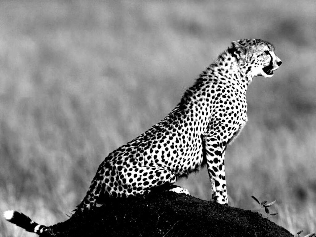 black and white cheetah wallpaper #5