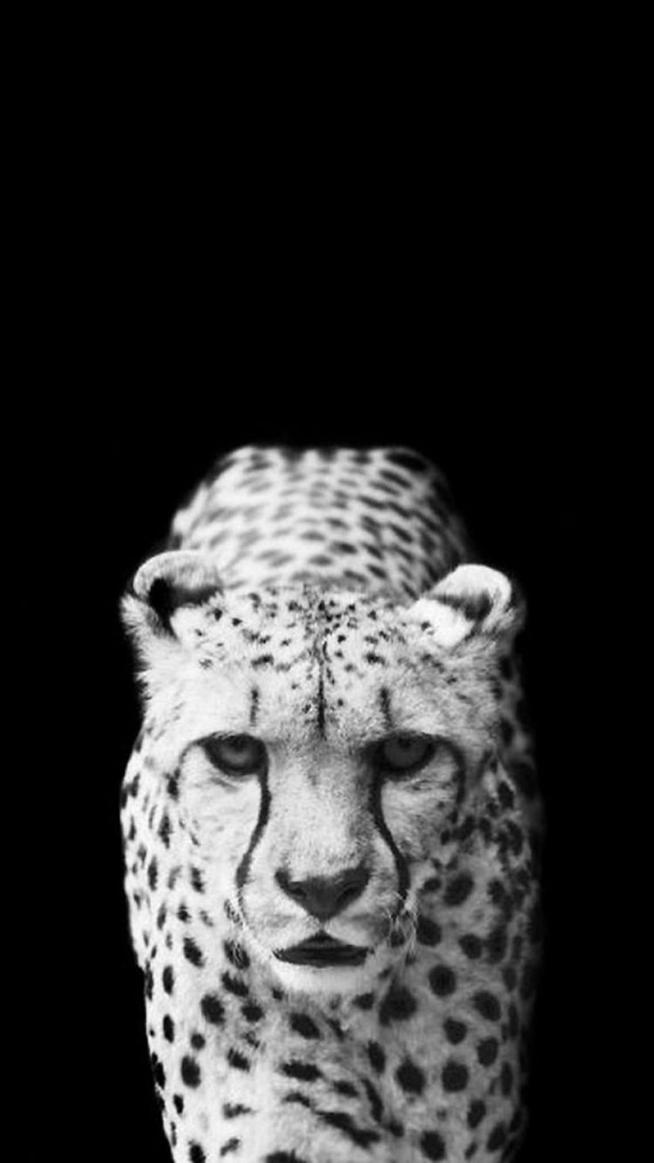 black and white cheetah wallpaper #1