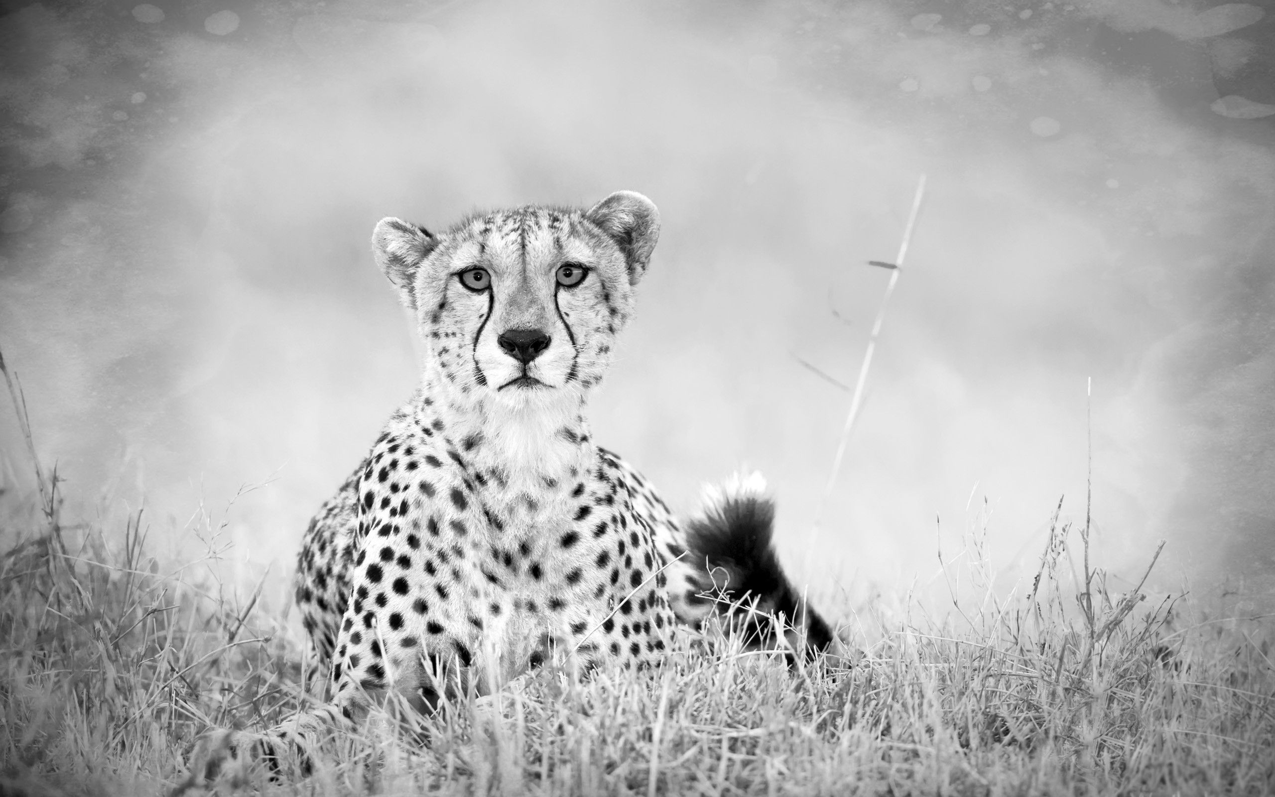 black and white cheetah wallpaper #23