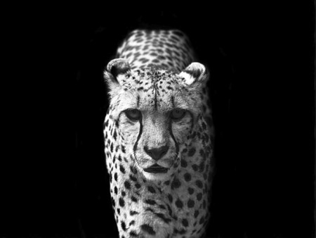 black and white cheetah wallpaper #2