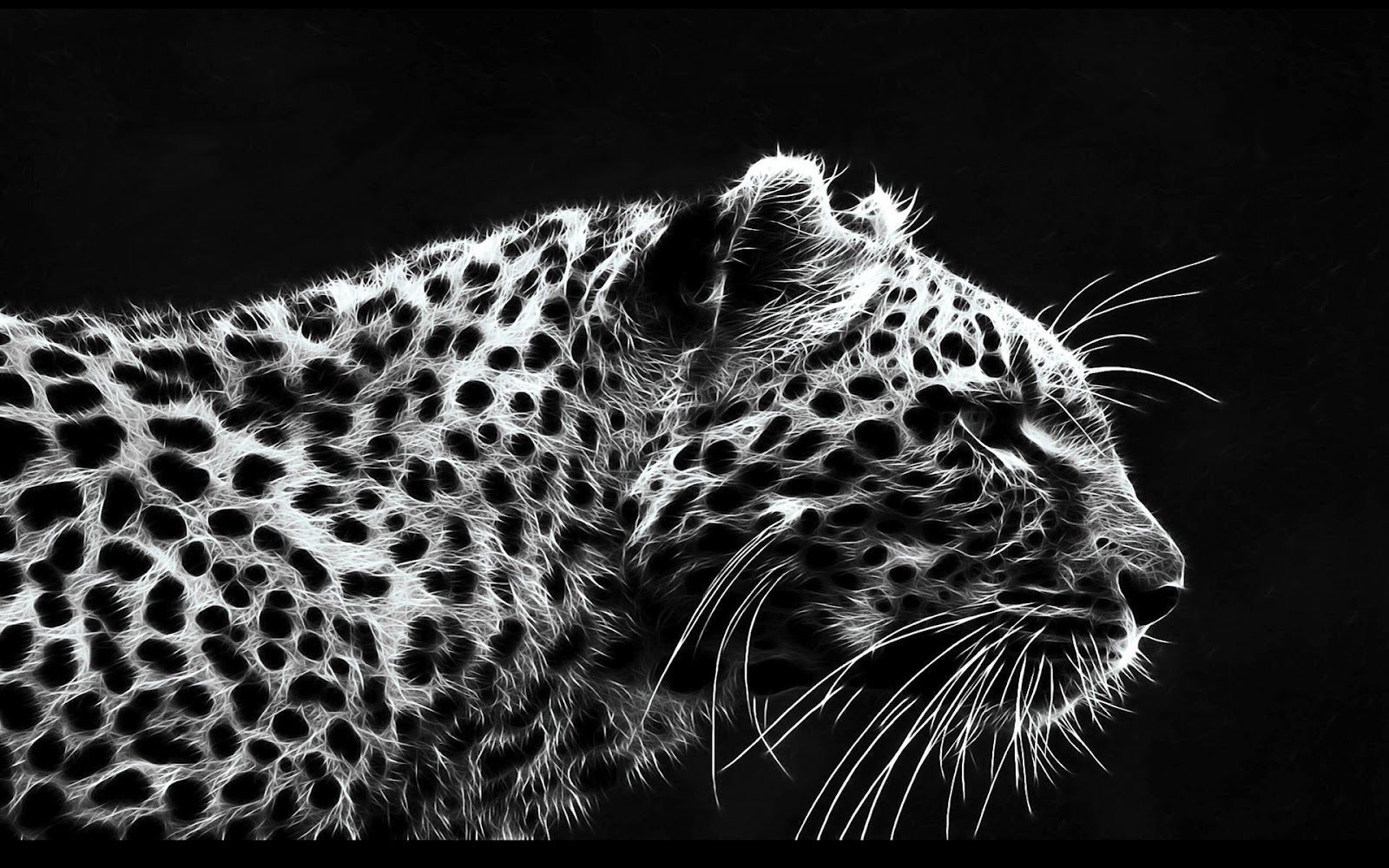 black and white cheetah wallpaper #9