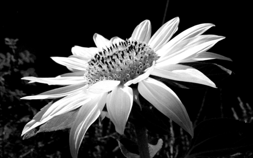 Black and white flowers wallpaper