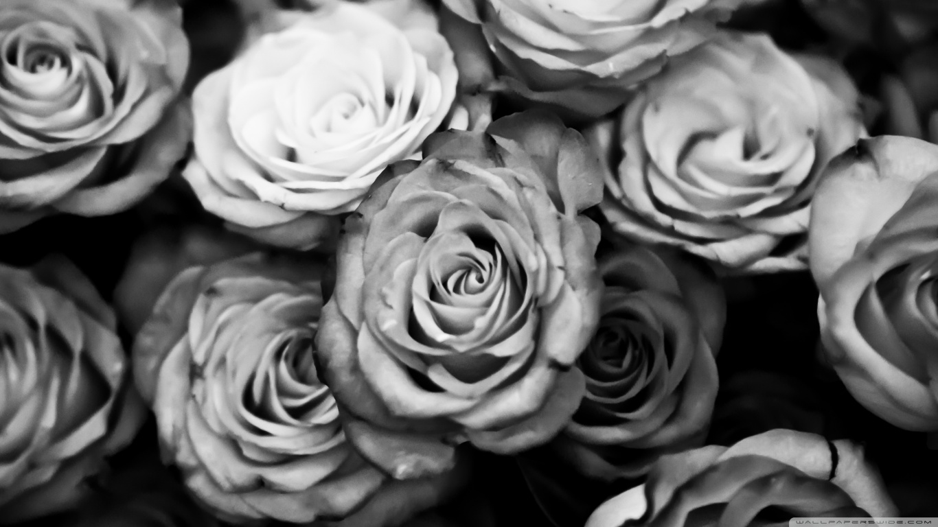 black and white rose wallpaper #1