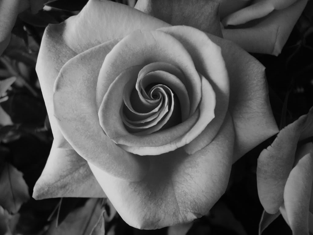Black and white roses wallpaper