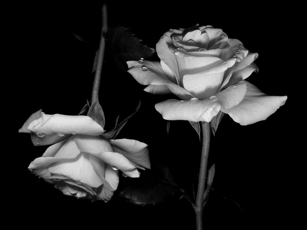 black and white rose wallpaper #6