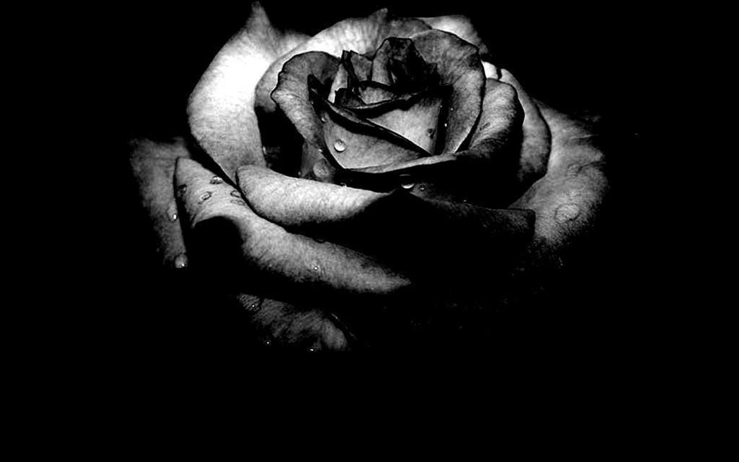 black and white rose wallpaper #16