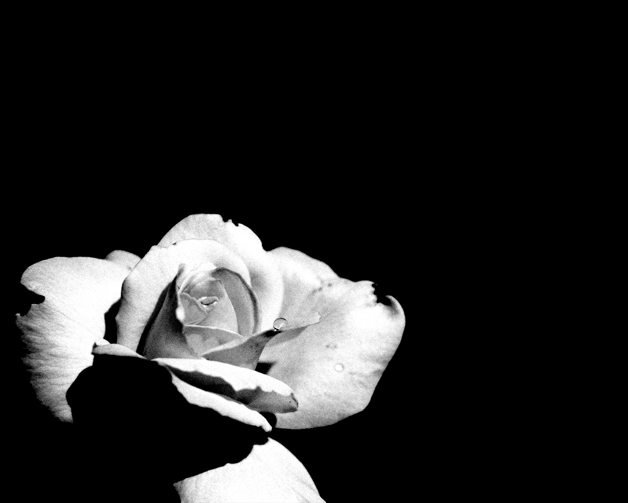 black and white rose wallpaper #22