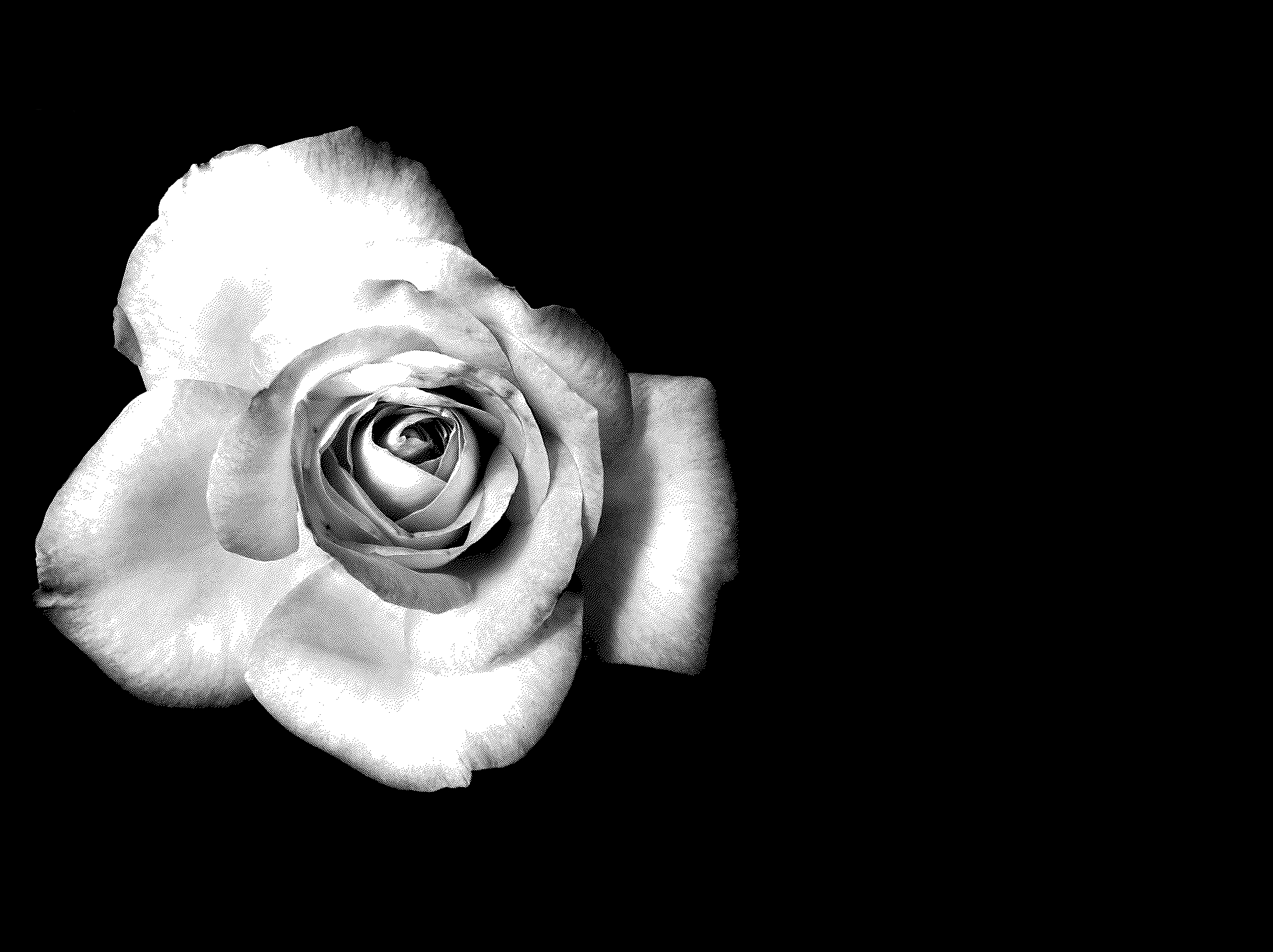 black and white rose wallpaper #18
