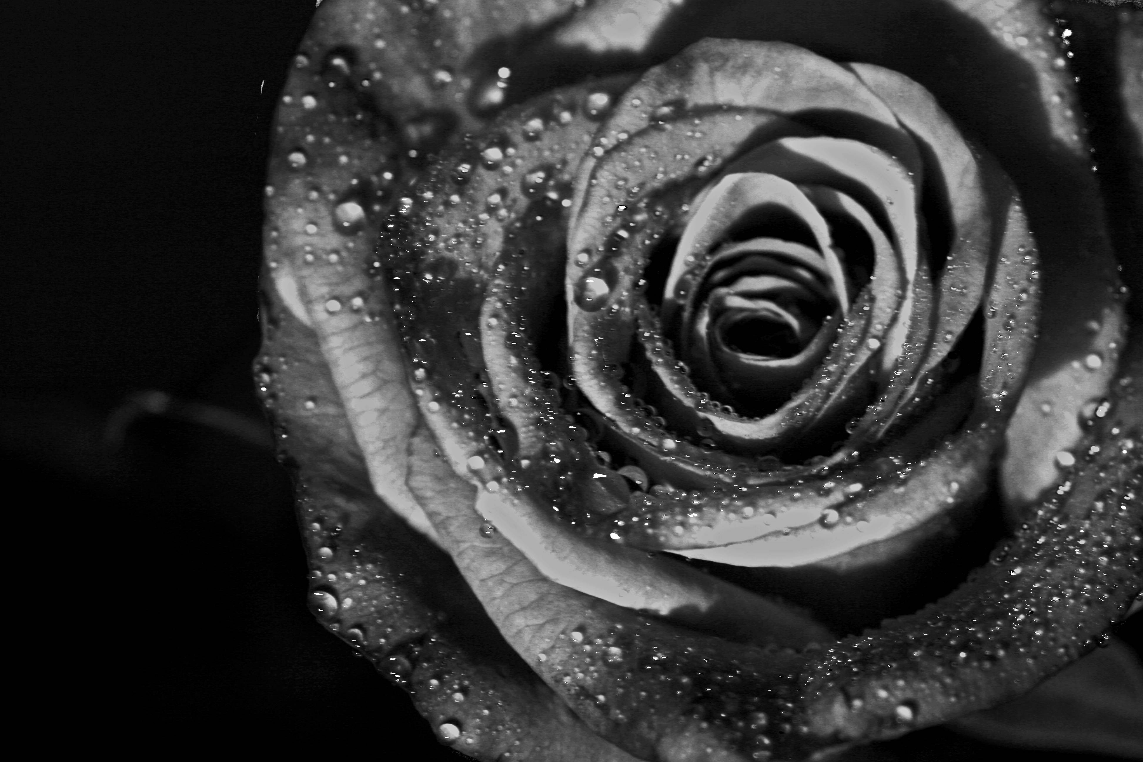 black and white rose wallpaper #24