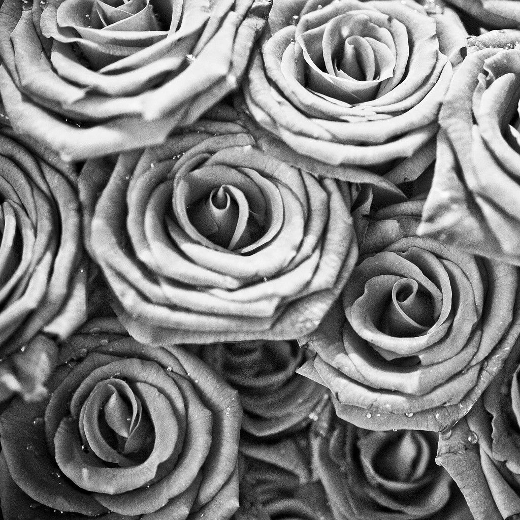Black and white roses wallpaper