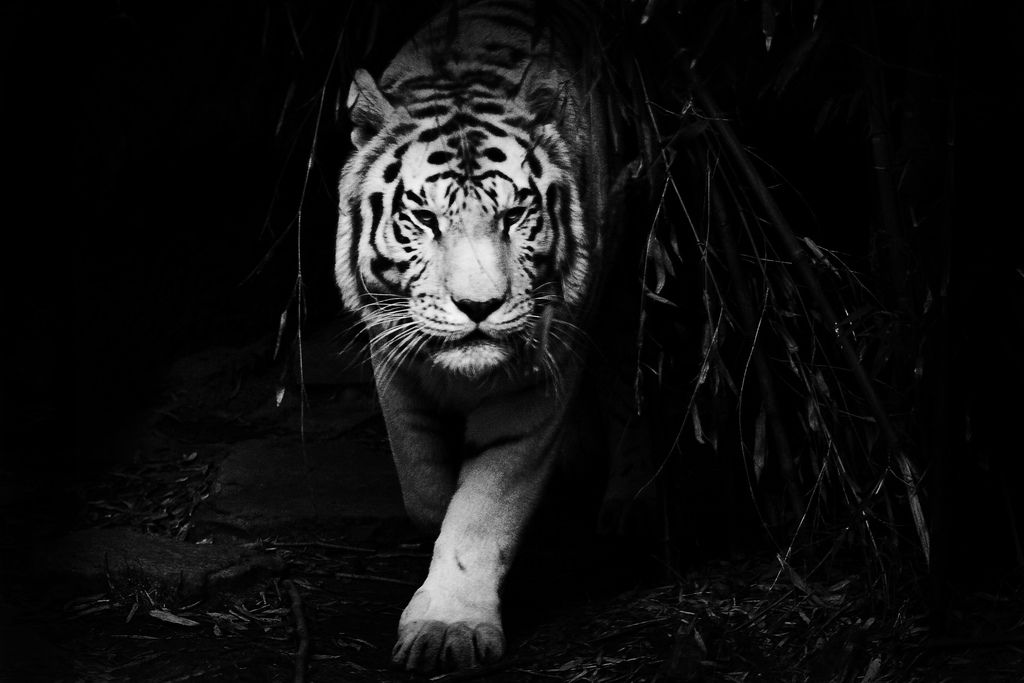 black and white tiger wallpaper #5